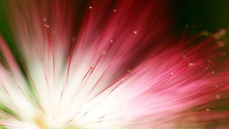 Vibrant Blooming Flower Abstract Art wallpaper
