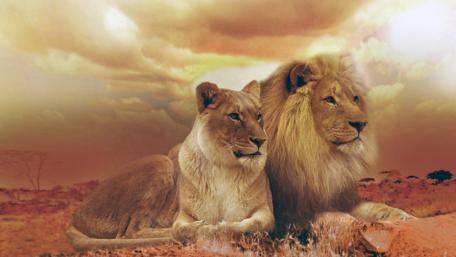 Majestic Lions at Sunset wallpaper