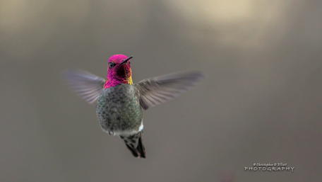 Vibrant Hummingbird in Majestic Flight wallpaper