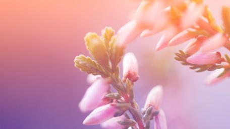 Delicate Blooms in Soft Light wallpaper