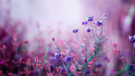 Blissful Blooms in a Dreamy Landscape wallpaper