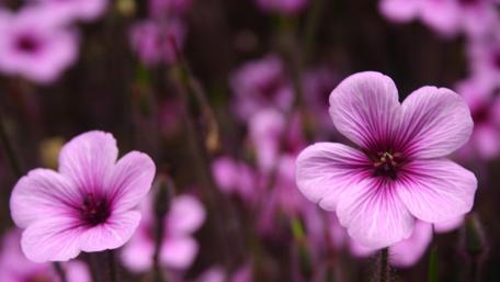 Delicate Purple Blooms in Nature's Embrace wallpaper