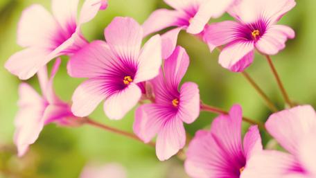 Delicate Pink Flowers Brightening the Scene wallpaper