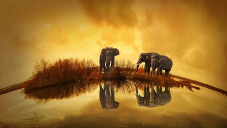 Elephants Grace: A Fisheye Reflection in Nature's Mirror wallpaper