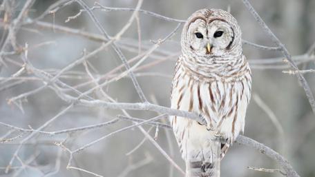 Serene Owl in Winter Wonderland wallpaper