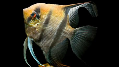 Elegant Pterophyllum Scalare in Stunning Detail wallpaper