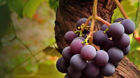 Rich Black Grapes on Rustic Wood wallpaper