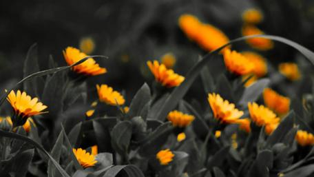 Vibrant Marigolds in a Serene Garden Scene wallpaper