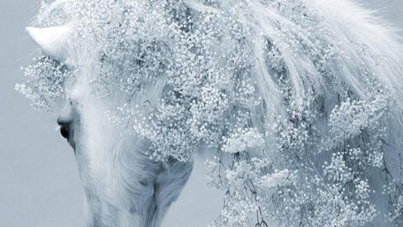 Enchanted White Horse Dreamscape wallpaper