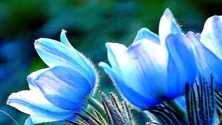 Blue Blossoms in Morning Light wallpaper