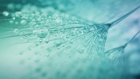 Serene Water-Drops on Delicate Plants wallpaper