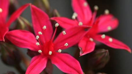 Vibrant Pink Blossoms in Detail wallpaper