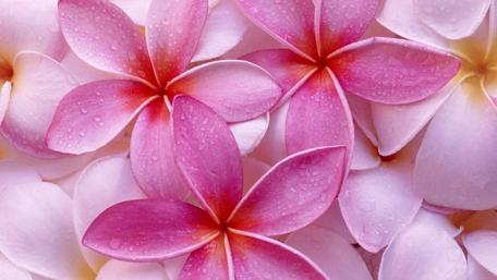 Blossoms of Tranquility in Soft Hues wallpaper
