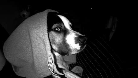 Charming Dog in Cozy Hoodie wallpaper