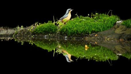 Serene Reflection of a Bird in Nature wallpaper