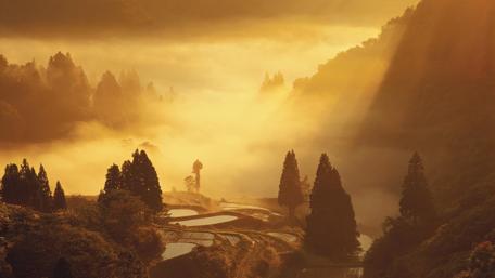 Misty Morning Serenity in Nature's Embrace wallpaper