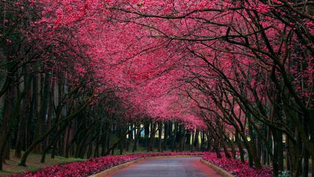 Blooming Spring Forest Path wallpaper