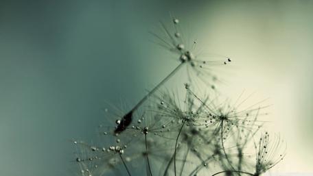 Delicate Dandelion Seeds in Soft Focus wallpaper