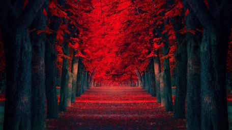 Autumn's Crimson Pathway Unveiled wallpaper