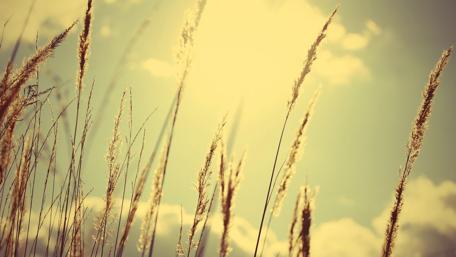 Golden Grasses Under a Summer Sky wallpaper