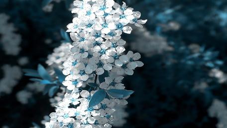 Blossoms in Ethereal Blue Hue wallpaper