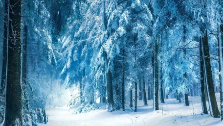 Winter's Serene Embrace in a Snowy Forest wallpaper