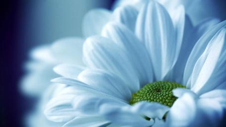 Elegant Blue Blooming Flower Wallpaper wallpaper