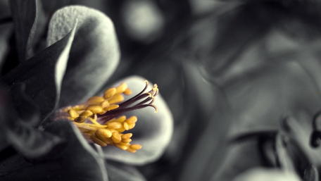 Monochrome Elegance in Nature's Detail wallpaper