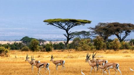 Savanna Serenity with Antelopes in the Landscape wallpaper