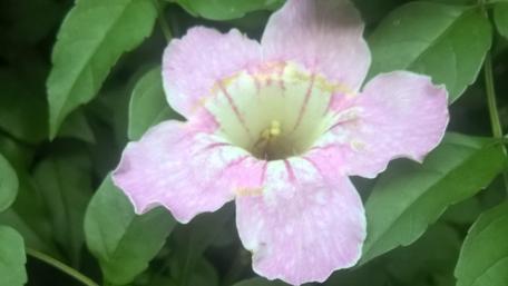 Delicate Pink Bloom in Lush Greenery wallpaper