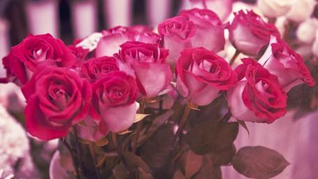 Vibrant Pink Roses in Full Bloom wallpaper