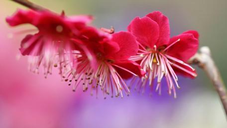 Vibrant Cherry Blossoms in Bloom wallpaper