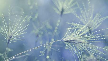 Nature's Delicate Touch with Water Drops wallpaper