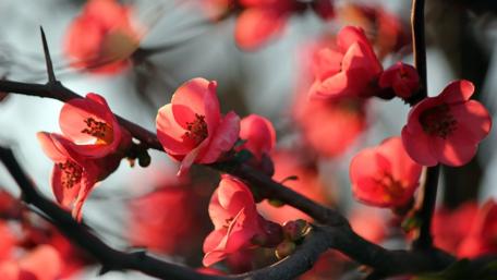 Spring Blooms in Vibrant Red Flowers wallpaper