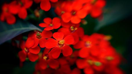 Vibrant Red Blossoms in Bloom wallpaper