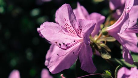 Delicate Purple Azalea Blooms Displaying Nature's Beauty wallpaper