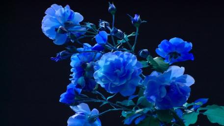 Stunning Blue Floral Elegance In Bloom wallpaper