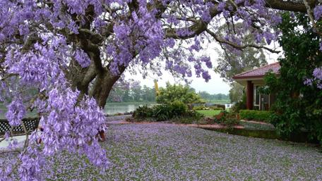 Springtime Garden Serenity wallpaper
