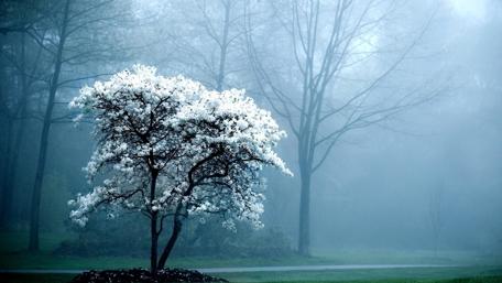 Twilight Serenade Misty Trees and Blossoms wallpaper