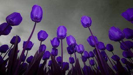 Twilight Symphony of Tulips wallpaper