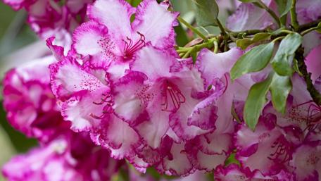 Vibrant Pink Rhododendron Blossoms Amidst Greenery wallpaper