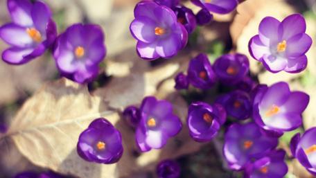 Vibrant Purple Crocuses Amidst Leaves wallpaper