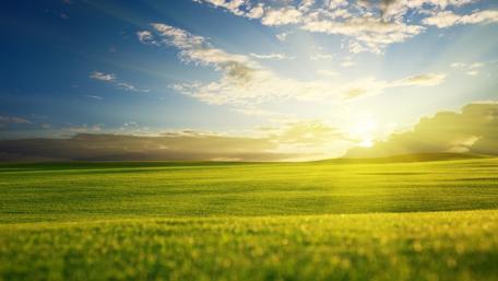 Golden Fields Under a Sunny Sky wallpaper