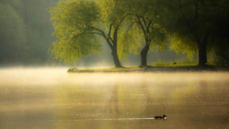 Serene Mallard Duck Gliding on a Misty Lake wallpaper