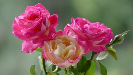 Elegant Pink Roses in Bloom wallpaper