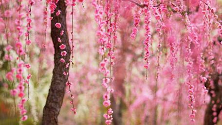 Spring Blossoms in Full Swing wallpaper