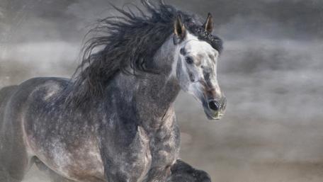 Majestic Gray Horse in Motion wallpaper