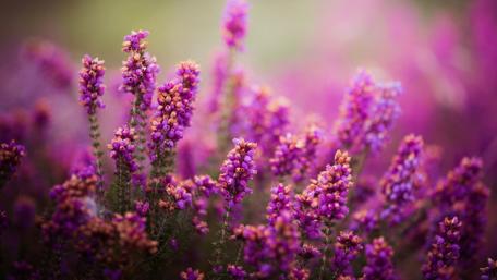 Vibrant Purple Flora in Blooming Nature Scene wallpaper