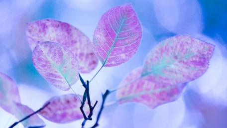 Mystical Purple Leaves in Twilight wallpaper
