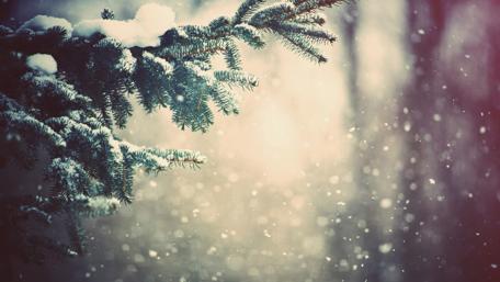 Winter's Embrace with Snowy Branches wallpaper